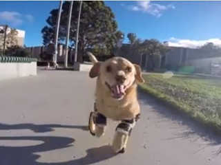 EUA: Cadela deficiente corre pela primeira vez com prótese