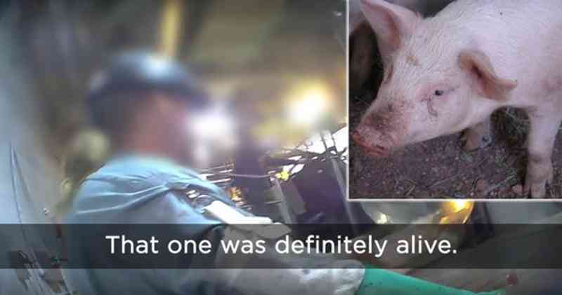 Vídeo mostra o abominável abate de porcos em um matadouro