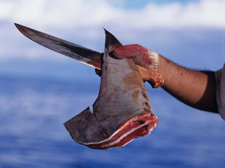 100 milhões de tubarões são mortos a cada ano; FedEx transporta barbatanas