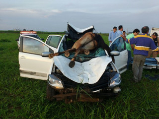 Cavalo vai parar no para-brisa de veículo e morre em acidente em Minas Gerais