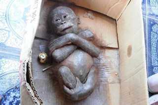 Filhote de orangotango encontrado ‘mumificado’ tem melhora inacreditável