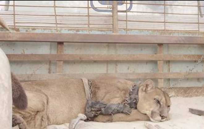 Leão da montanha é libertado após 20 anos acorrentado em circo; veja vídeo