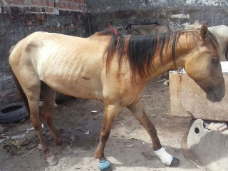 Cavalo é abandonado por tutor após ferir a pata em Jaboatão dos Guararapes, PE