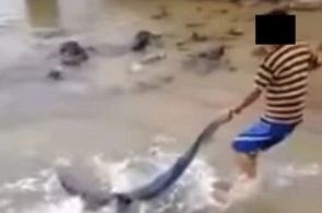Morte de tubarão em Angra dos Reis (RJ) choca internautas