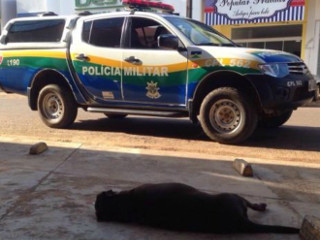 PM atira e mata dois cachorros da raça pitbull em avenida de Vilhena, RO