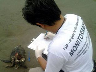 Quase 300 animais mortos são recolhidos das praias da Baixada Santista, SP