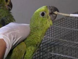 ONG de Jundiaí recebe centenas de papagaios apreendidos