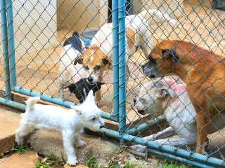 Procura-se: pelos menos 31 cães desapareceram de canil irregular denunciado em Brasília, DF