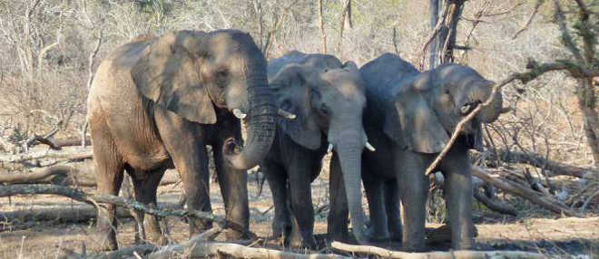 DavidPearce elefantes africanos livres