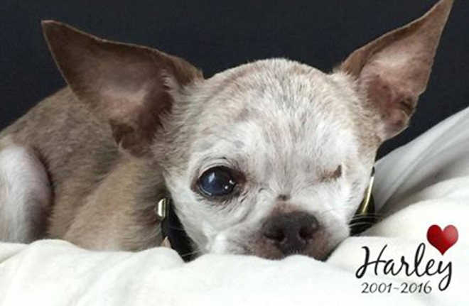 Chihuahua olho caes reprodutores