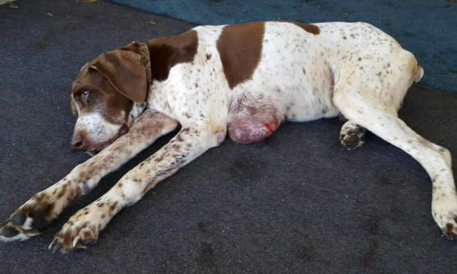 Cachorro desaparecido há dez anos é levado de volta à tutora nos EUA
