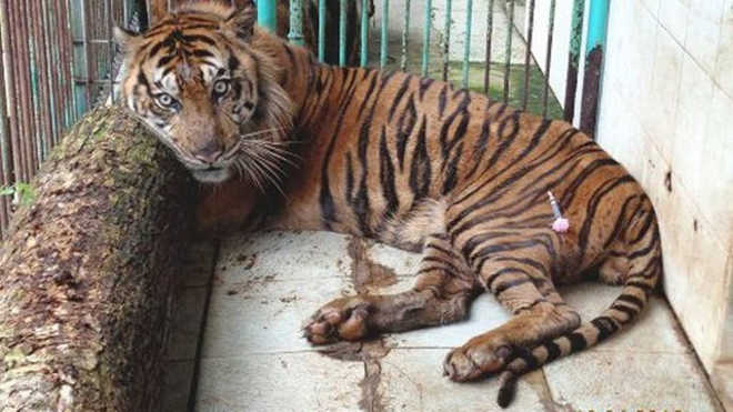 Tratador de zoo desviava verba da comida de animais; tigre de Sumatra morreu de fome