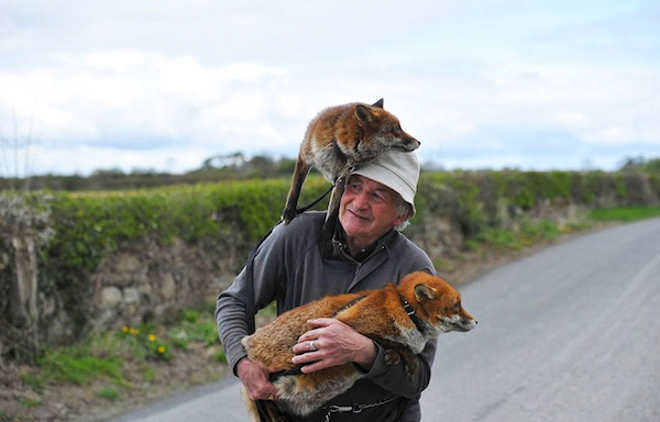 Homem resgata raposas e animais se recusam a sair do seu lado