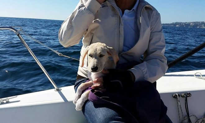 Barco recolhe cão que nadava desesperado em alto mar; vídeo