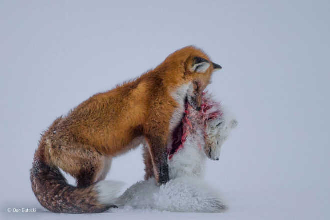 Porque esta foto chocante de duas raposas te inspirará a defender o planeta