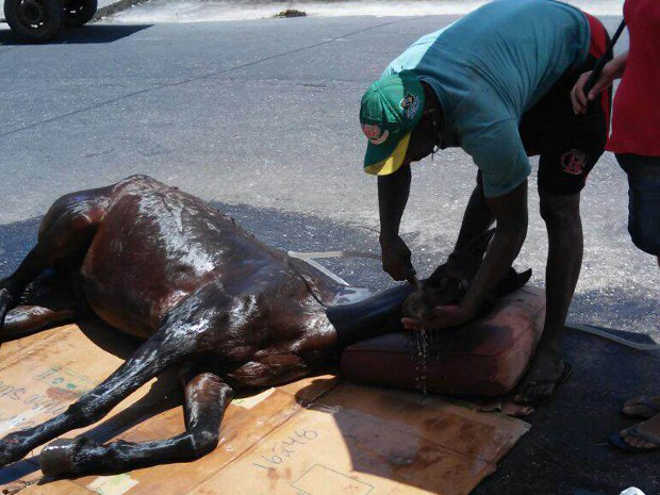 Dema apura situação de cavalo que desmaiou em via pública em Belém, PA