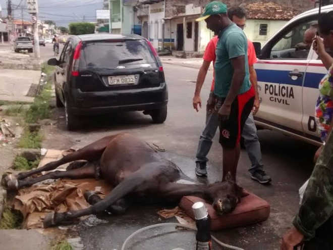 Cavalo que desmaiou em Belém (PA) recebe cuidados em universidade