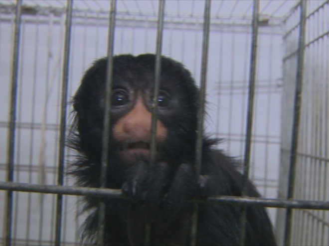 Filhote de macaco será levado para zoológico, diz Ibama de Rondônia