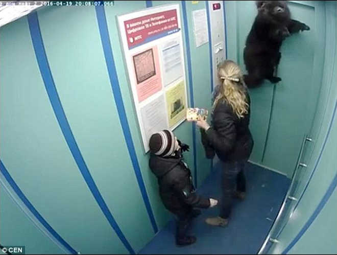 Mulher salva cão de morrer enforcado em elevador