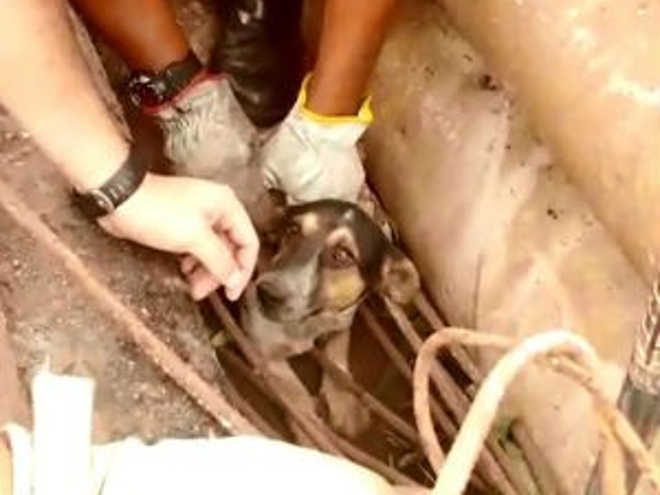 Cão é resgatado pelos bombeiros em meio a ‘montanha’ de postes, em Araçatuba, SP