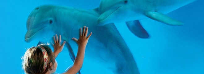 Golfinhos explorados em aquário serão levados para santuário marinho nos EUA