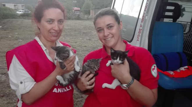 Terremoto na Itália: chegou também a ambulância para os animais