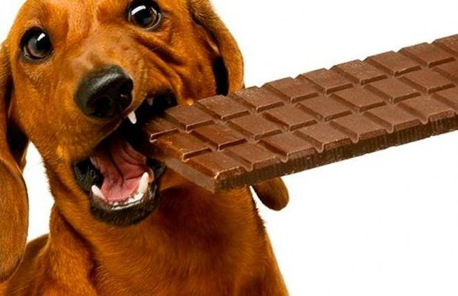 Entenda por que chocolate é venenoso para cães