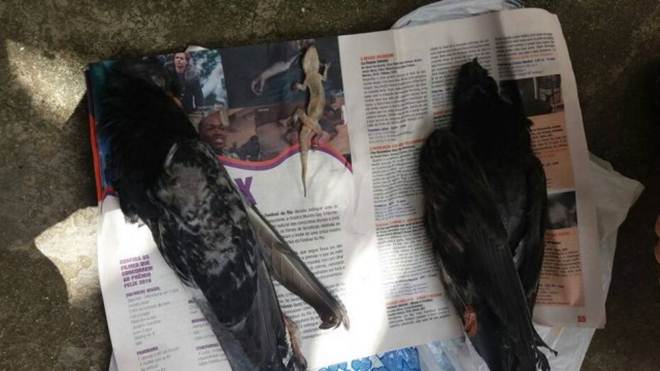 Caso “supercola”: Instituto onde pássaros e répteis morreram em muro diz que buscou ‘solução segura’