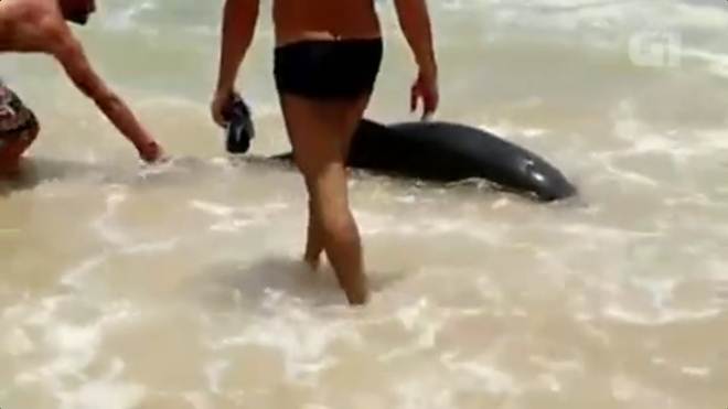 Banhistas resgatam golfinho na Praia de Itacoatiara, em Niterói, RJ