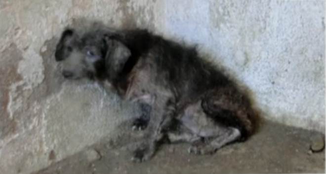 Cerca de 50 cães são resgatados em condições precárias em Petrópolis, RJ