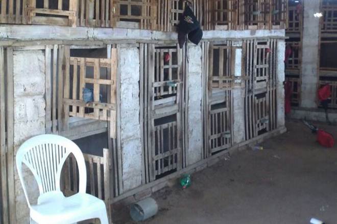 Polícia Militar fecha rinha de galo e resgata 63 animais em Apodi, RN