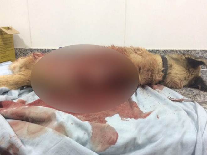 No AP, cachorro é morto com golpes de facão e caso gera revolta na web