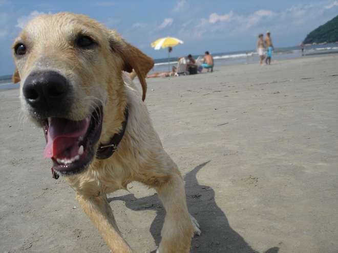 Levar o cachorro à praia requer cuidados extras