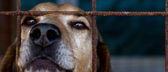 Portugal: Ribeira Grande vai criar cheque veterinário para famílias carenciadas