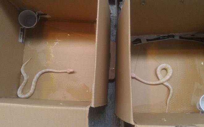 Cobras vivas são encontradas em Cumbica em pacotes enviados da Europa