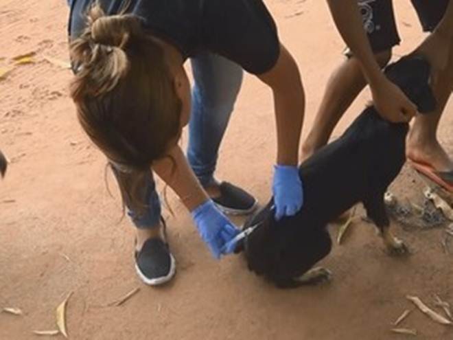 Suposta mortandade de cachorros é investigada em Oiapoque, no Amapá