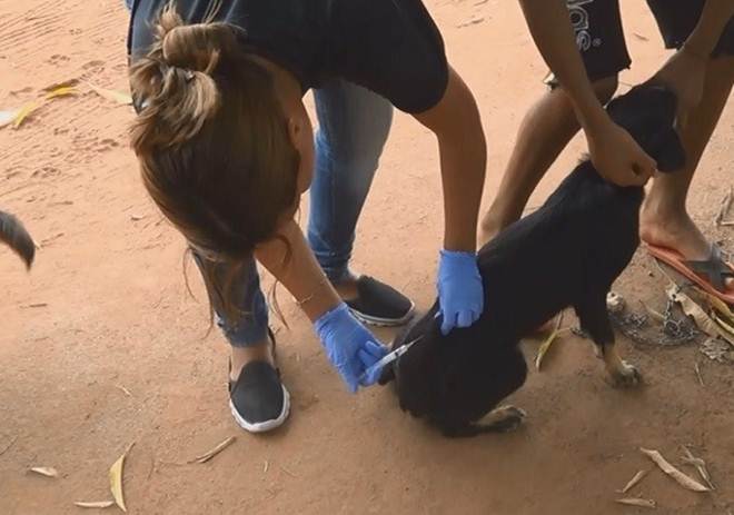 Vírus mata 1,5 mil cães em 40 dias em Oiapoque (AP), diz médico veterinário