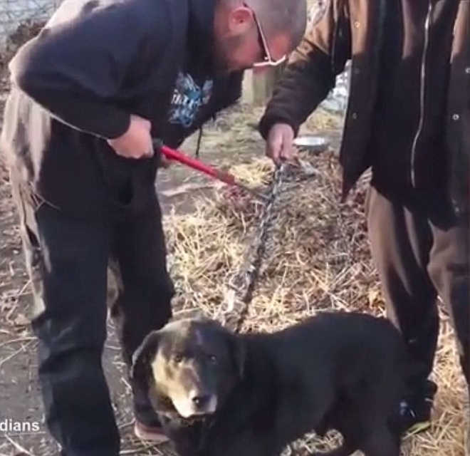 Cão é libertado após passar 15 anos acorrentado do lado de fora de casa