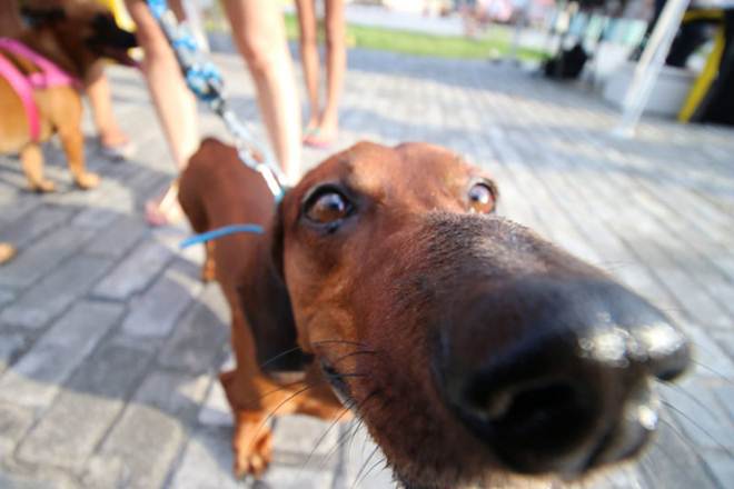 Falta de informação pode levar ao sacrifício de cães com leishmaniose visceral canina