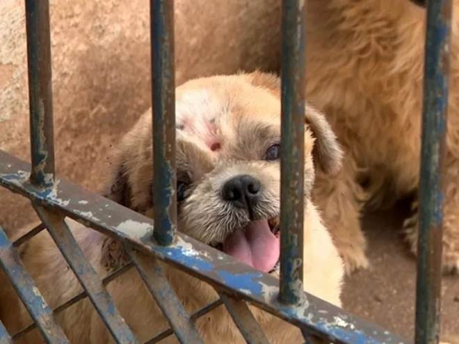 ONGs lutam para que cães não voltem para criador, em Santo Antonio de Posse, SP