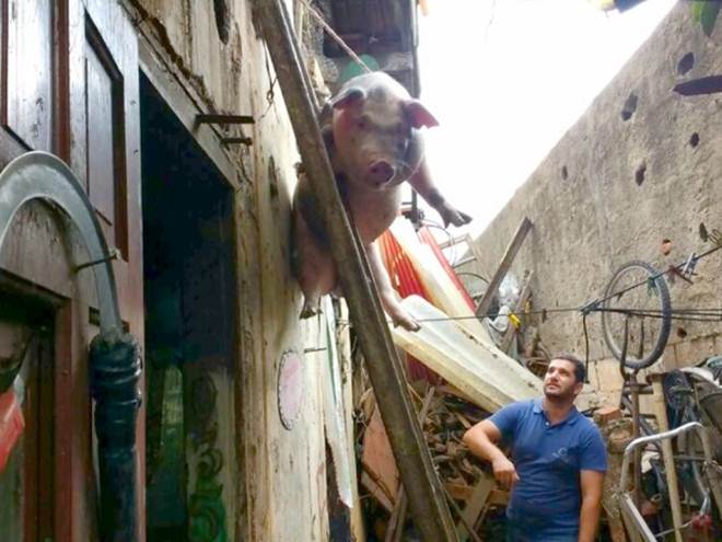 Equipes de limpeza encontram porca criada em laje em S. José do Rio Pardo, SP