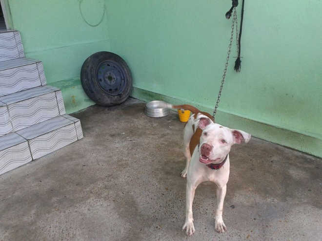 Operação identifica duas situações de maus-tratos a animais em Manaus, AM