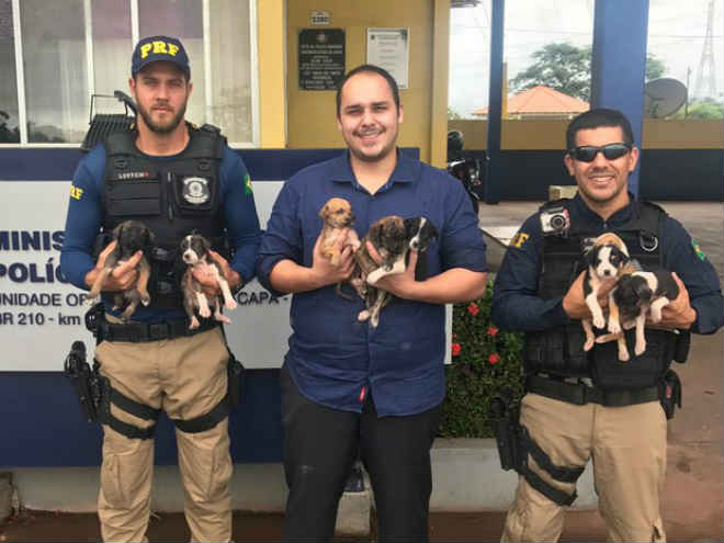Agentes da PRF resgatam 8 filhotes de cachorro na BR-210, no Amapá