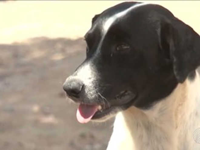 Doença viral sem cura causa mortes de cães no sul da Bahia