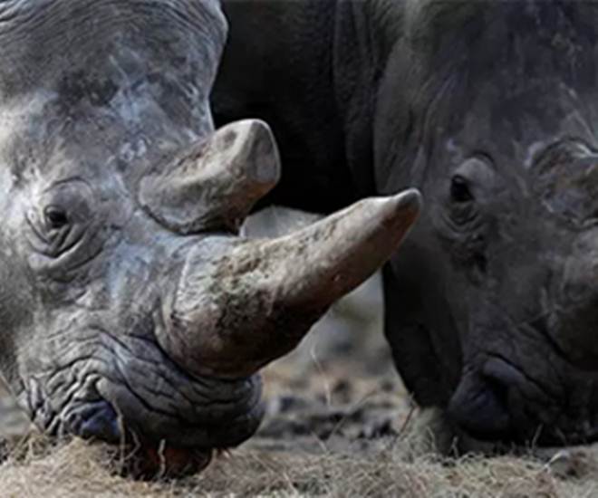 Zoológico encurta chifres de rinocerontes para evitar roubos
