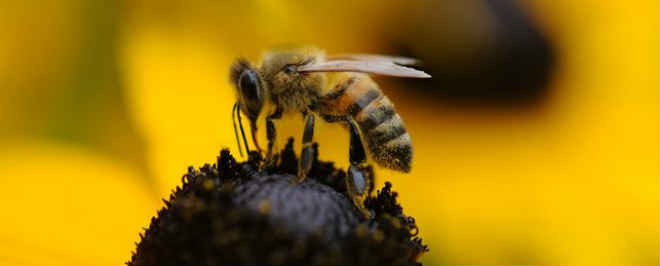 A Comissão Europeia pretende proibir inseticidas agrícolas para salvar as abelhas