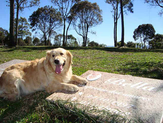 Cemitério público para animais de estimação poderá ser criado na Grande Vitória, ES