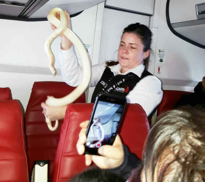 Cobra é capturada após escapar de passageiro durante voo no Alasca, EUA
