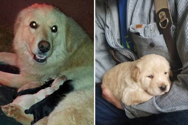 Após perder filhotes, cadela “adota” órfãos de outra cachorra