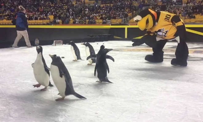 Entidade de proteção a animais critica uso de pinguins em jogo de hóquei nos EUA